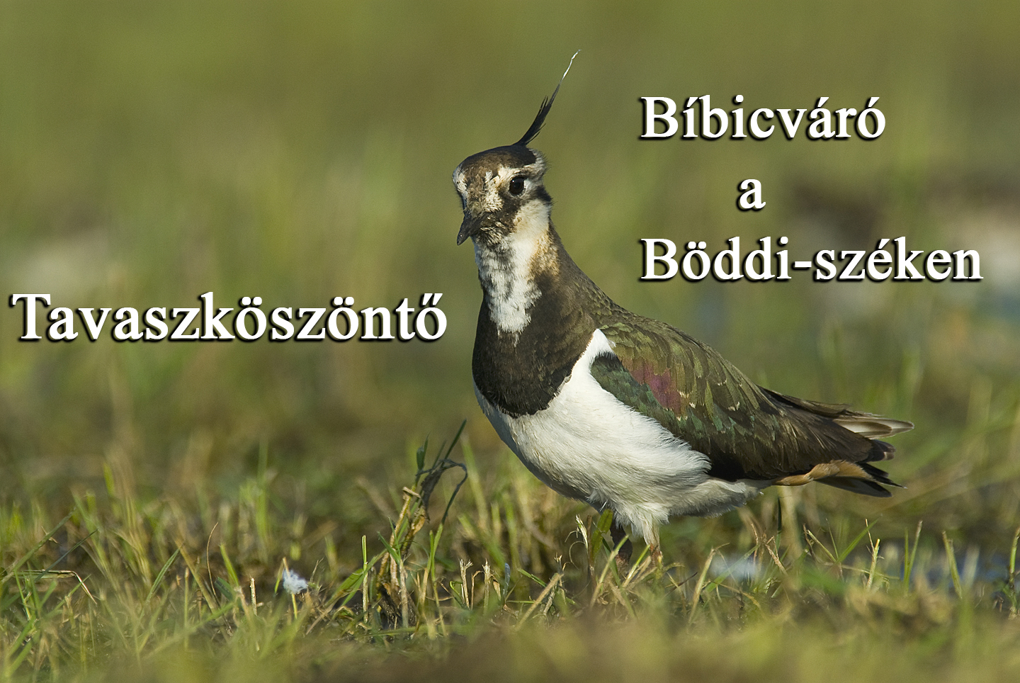 Tavaszköszöntő Bíbicváró