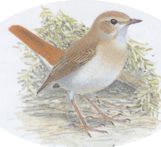 Fülemülék Éjszakája